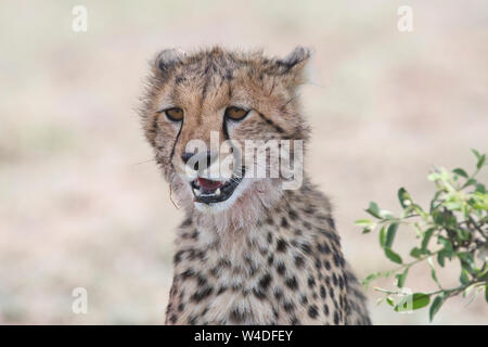 Juvenile Geparden (Acinonyx jubatus), ca. 9-12 Monate alt Stockfoto