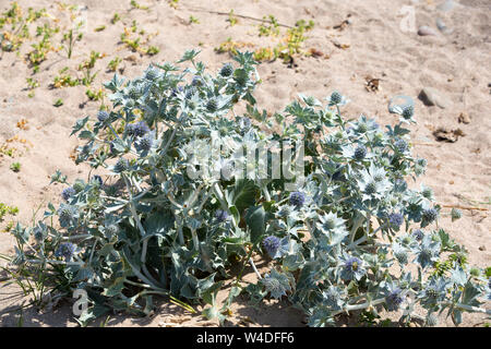 Sea Holly, Eryngium maritimum auf Walney Island, Cumbria, Großbritannien. Stockfoto