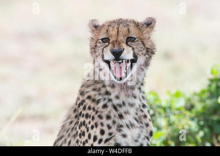 Juvenile Geparden (Acinonyx jubatus), ca. 9-12 Monate alt Stockfoto