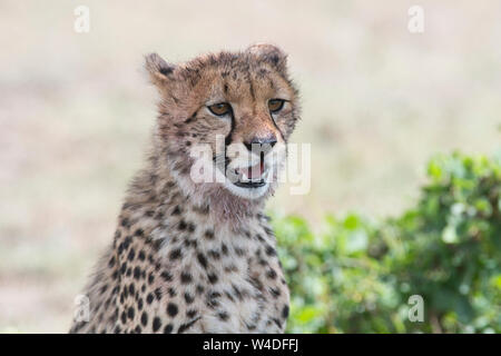 Juvenile Geparden (Acinonyx jubatus), ca. 9-12 Monate alt Stockfoto