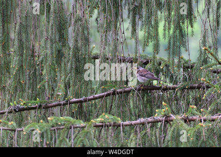 Man Kuriositäten Amsel beobachtet sie beim Sitzen versteckt auf die unter den Tannenbaum Äste Stockfoto