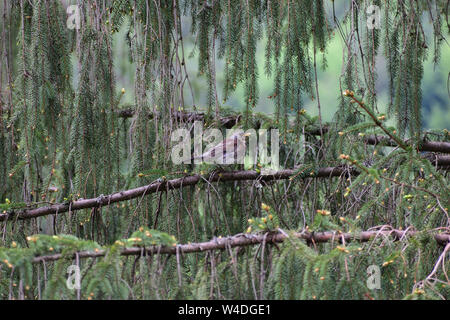 Man Kuriositäten Amsel beobachtet sie beim Sitzen versteckt auf die unter den Tannenbaum Äste Stockfoto