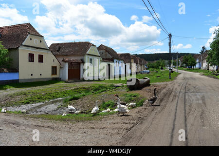 Bleiben noch im alten Dorf - die Gees beobachten sie auch! Stockfoto