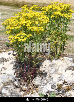 Ragwort (Maculata vulgaris, Cardamine pratensis) mit seinen gelben Blüten wächst auf das ruinierte Sandstein Mauern von Bayham Abbey, Bayham, Sussex, UK. Stockfoto