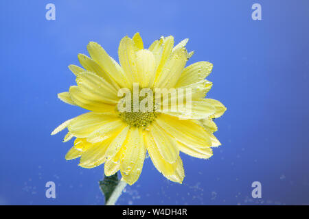 Blumen unter dem Wasser, gelbe Chrysantheme mit Luftblasen auf der Lilien auf blauem Hintergrund. Stockfoto