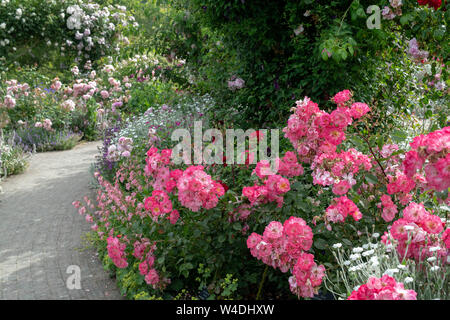 Rosengarten im Sommer an der RHS Rosemoor Gärten, Great Torrington, Devon, England Stockfoto