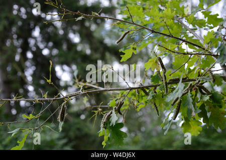 Deutschland, Caterpillar von Oak processionary lat. Thaumetopoea processionea ist eine Motte, deren Raupen in Eichenwäldern, wo Sie auf eichenlaub Feed gefunden werden kann, was zu erheblichen Schäden und ihre Haare ist schädlich für den Menschen/Deutschland, Mecklenburg, Raupe, Eichen-Prozessionsspinner des Eichenprozessionsspinner (Thaumetopoea Processionea) befaellt Eine junge Eiche, Brennhaare der Raupe können beim Menschen eine Raupendermatitis und andere Allergien auslösen Stockfoto