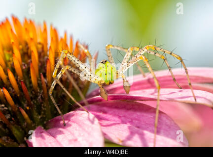 Nahaufnahme von einem schönen grünen Lynx Spider wartet auf Beute auf einem Sonnenhut Stockfoto