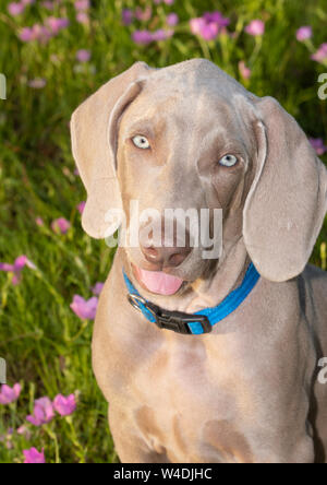 Schöne Weimaraner Welpen auf den Betrachter auf der Suche Stockfoto