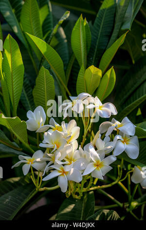 White Frangipani, Plumeria, Blüten. Stockfoto