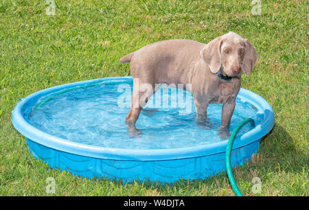 Weimaraner Welpen Abkühlung in einem flachen Kunststoff Pool an einem heißen Sommertag Stockfoto