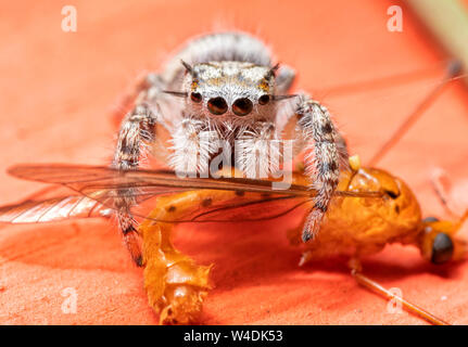 Unreife Phidippus mystaceus jumping Spider mit Mittagessen auf einem fliegenden Insekt Stockfoto