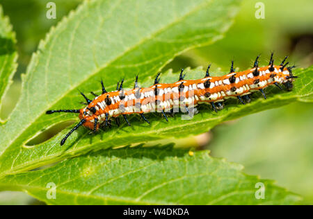 Bunte Fritillaryschmetterling Caterpillar auf einem Blatt der Wirtspflanze, die Leidenschaft Rebe Stockfoto