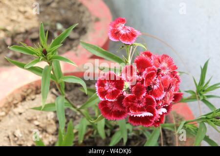 Blumen und Blüten sowie deren Knospen, geschnitten, in unserem Garten bei Hill Station Mukteshwar Indien Stockfoto