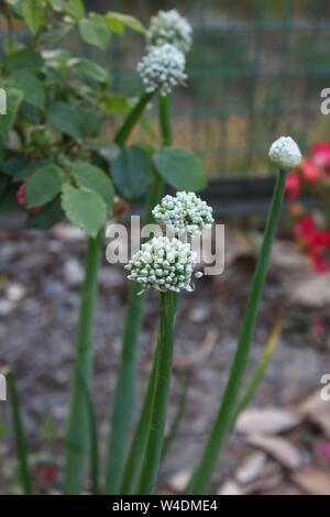 Blumen und Blüten sowie deren Knospen, geschnitten, in unserem Garten bei Hill Station Mukteshwar Indien Stockfoto