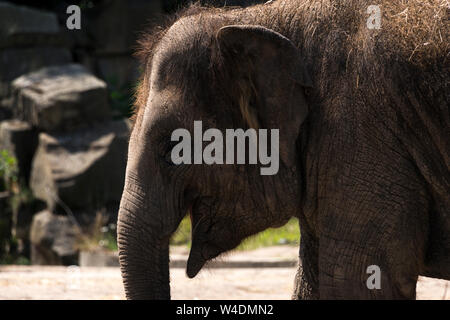 Asiatischer Elefant (Elephas Maximus) Stockfoto