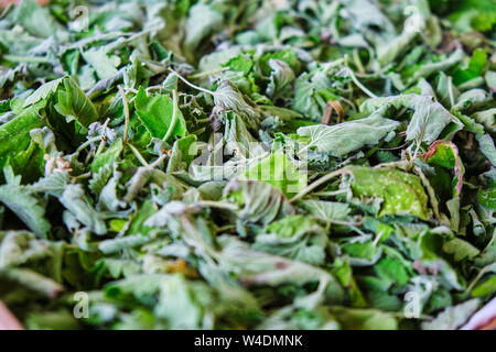 Zitronenmelisse (Melissa officinalis) Blätter für Kaffee trocknet aus. Konzept für zu Hause, bio tee, Gesund leben. Stockfoto