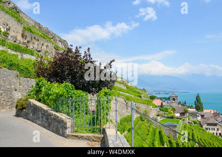 Herrliche Weinberge an den Hängen vom Genfer See, Schweiz. Berühmte Weinregion Lavaux. Malerische Dorf St. Saphorin im Hintergrund. Im Sommer fotografiert. Touristen vor Ort. Stockfoto