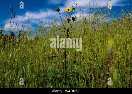 Sonnenblumen in einem offenen Feld Stockfoto