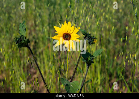 Sonnenblumen in einem offenen Feld Stockfoto