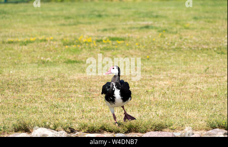 Gans (Plectropterus gambensis Spur-Winged) Stockfoto