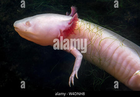 Axolotl/Mexikanische wandern Fische (Ambystoma mexicanum/Gyrinus mexicanus), neotenic Salamander in Mexiko, mit externen Kiemen Stockfoto