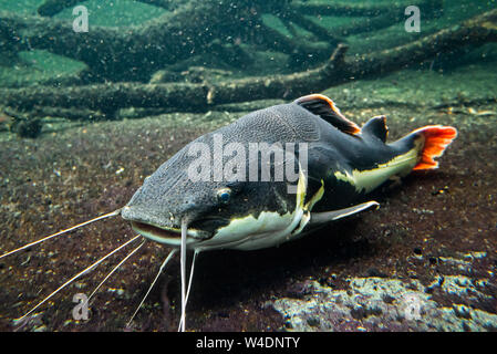 Redtail Wels/cajaro/pirarara (Phractocephalus hemioliopterus), pimelodid native auf den Amazonas, Orinoco und Essequibo River, Südamerika Stockfoto