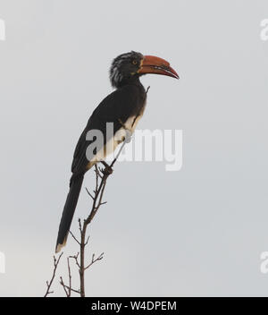 Ein männlicher gekrönt Nashornvogel (Lophoceros alboterminatus) ich Tockus alboterminatus in einem Baum hockt. . Queen Elizabeth National Park, Uganda. Stockfoto