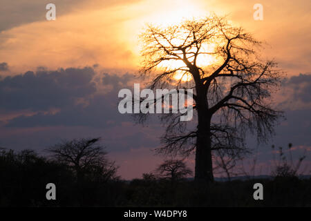 Afrikanischen Sonnenuntergang mit einem Baobab Baum im Vordergrund. Stockfoto