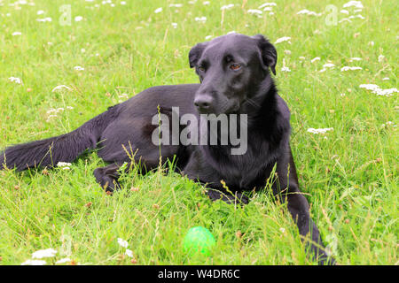 Fröhlicher schwarzer Hund, der auf dem Rasen im Garten liegt und mit grünem Ball spielt Stockfoto