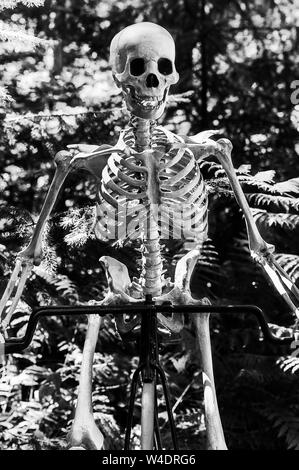 Ein Skelett reiten auf einem Penny Farthing Fahrrad durch den Wald. Stockfoto