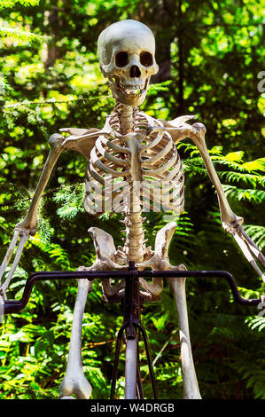 Ein Skelett reiten auf einem Penny Farthing Fahrrad durch den Wald. Stockfoto