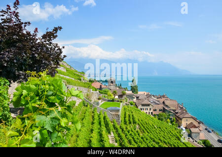 Grüne Weinberge auf Hügeln, die von der Genfer See, Weinregion Lavaux, Schweiz. Die zum UNESCO-Weltkulturerbe zählt. Schweizer Landschaft im Sommer. St. Saphorin Dorf im Hintergrund. Touristische Attraktionen. Stockfoto