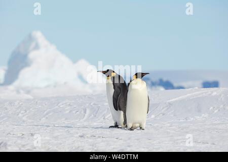 Kaiserpinguine (Aptenodytes forsteri), erwachsene Paare in Eis, Snow Hill Island, Weddellmeer, Antarktis Stockfoto