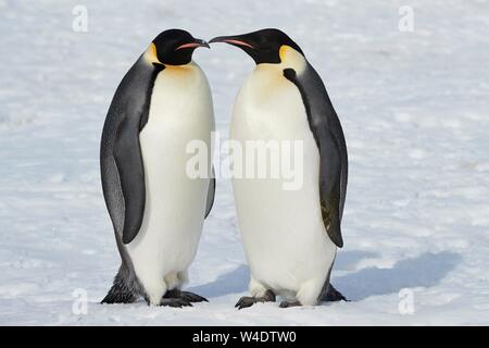 Kaiserpinguine (Aptenodytes forsteri), erwachsene Paare in Eis, Snow Hill Island, Weddellmeer, Antarktis Stockfoto