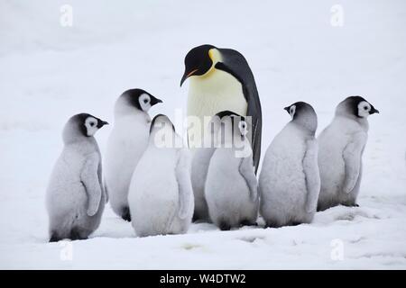 Kaiserpinguine (Aptenodytes forsteri), Erwachsene mit einer Gruppe von Küken im Eis, Snow Hill Island, Weddellmeer, Antarktis Stockfoto