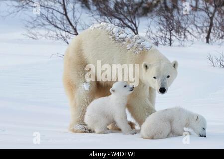 Eisbären (Ursus maritimus), der Mutter Tier mit zwei neugeborene Tiere im Schnee, Wapusk National Park, Manitoba, Kanada Stockfoto