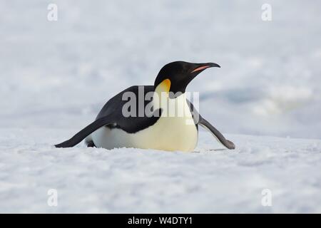 Kaiserpinguine (Aptenodytes forsteri) rutschen auf dem Bauch über das Eis, Snow Hill Island, Weddellmeer, Antarktis Stockfoto