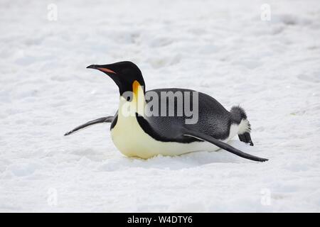 Kaiserpinguine (Aptenodytes forsteri) rutschen auf dem Bauch über das Eis, Snow Hill Island, Weddellmeer, Antarktis Stockfoto