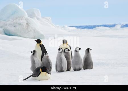 Kaiserpinguine (Aptenodytes forsteri), in der Gruppe der Erwachsenen Vögel mit jungen Tieren vor einem Eisblock, Snow Hill Island, Weddellmeer, Antarktis Stockfoto