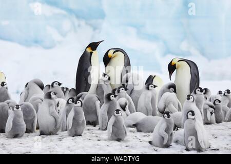 Kaiserpinguine (Aptenodytes forsteri), Kolonie mit alto Vögel und viele junge Tiere vor einem Eisblock, Snow Hill Island, Weddellmeer Stockfoto