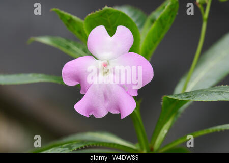 Nahaufnahme eines Olivers berühren mich nicht (Impatiens sodenii) Blüte in der Blüte Stockfoto