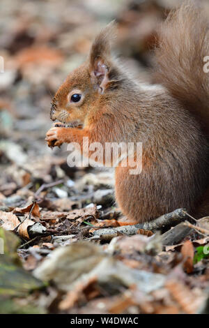 Porträt eines roten Eichhörnchen (sciurus vulgaris) Essen einer Mutter Stockfoto