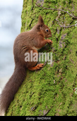 Porträt eines roten Eichhörnchen (sciurus vulgaris) auf einen Baum Stockfoto