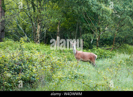 Red Deer, Wald, Glenveagh National Park, Donegal, Irland Stockfoto