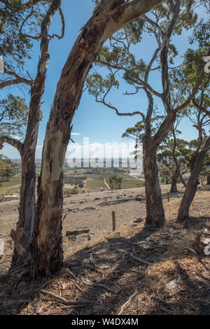 Blick auf Weinberge von South Australia Barossa Valley, von Eukalyptusbäumen gerahmt Stockfoto