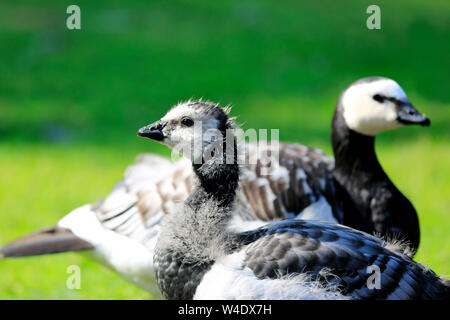 Nahaufnahme Detail junger Nonnengans, Branta leucopsis, im Profil mit einem erwachsenen Vogel stehen auf dem Hintergrund gegen die grüne Wiese. Stockfoto