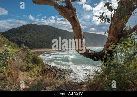 Blick entlang der Victoria Küste von der Great Ocean Road, die teilweise durch ein eukalyptusbaum eingerahmt. Stockfoto