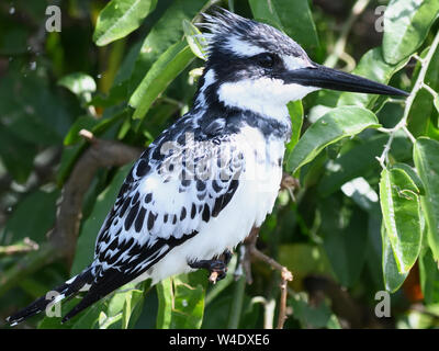 Ein männlicher pied Kingfisher (Ceryle rudis) Sitzstangen auf einem Zweig Rand des Kazinga Kanal zwischen Lake George und Lake Edward. Queen Elizabeth National P Stockfoto