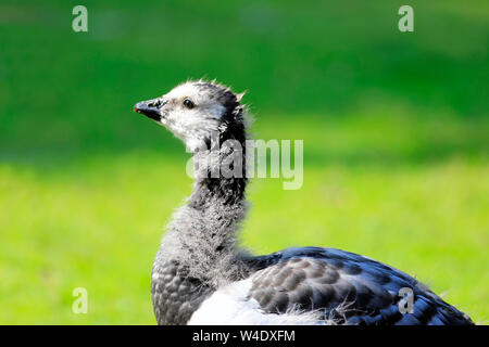 Nahaufnahme Detail junger Nonnengans, Branta leucopsis, im Profil gegen die grüne Wiese. Stockfoto